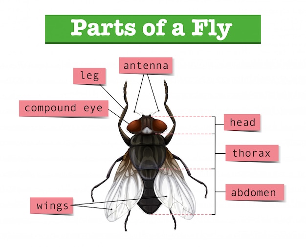 Detailed Anatomy of a Fly: An Insightful Exploration | Jiffy Designs