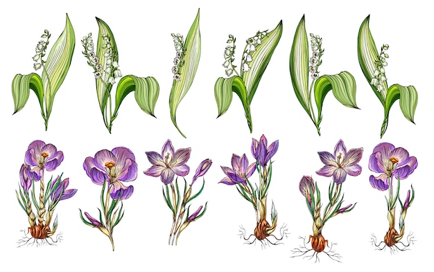 Botanical Illustration Set of Lily of the Valley Flowers | Jiffy Designs