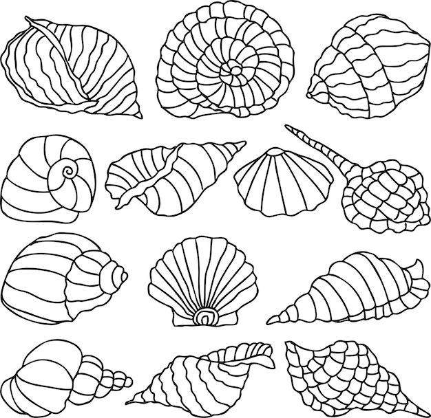 Diverse Collection of Intricate Shell Illustrations | Jiffy Designs