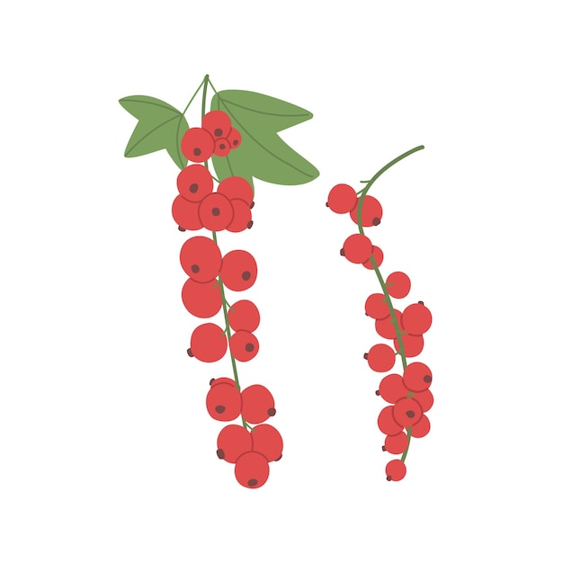 Vibrant Cluster of Lush Red Currants with Green Leaves | Jiffy Designs