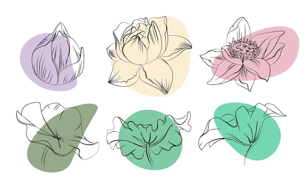 Elegant Botanical Illustration of Vibrant Lotus Flowers | Jiffy Designs