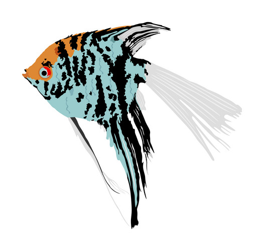 Angel Fish Vector Illustration Isolated On White Background. Aquarium ...