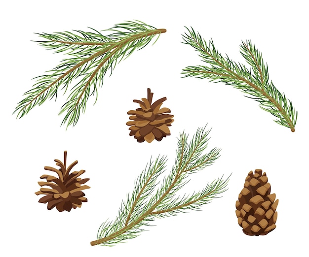 Detailed Botanical Illustration of Pine Branches and Cones | Jiffy Designs