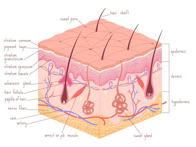 Detailed Anatomical Diagram of Human Skin Layers and Structure | Jiffy ...