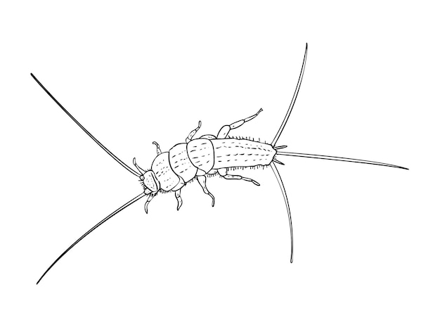 Detailed Sketch of a Curious Winged Insect with Intricate Details ...