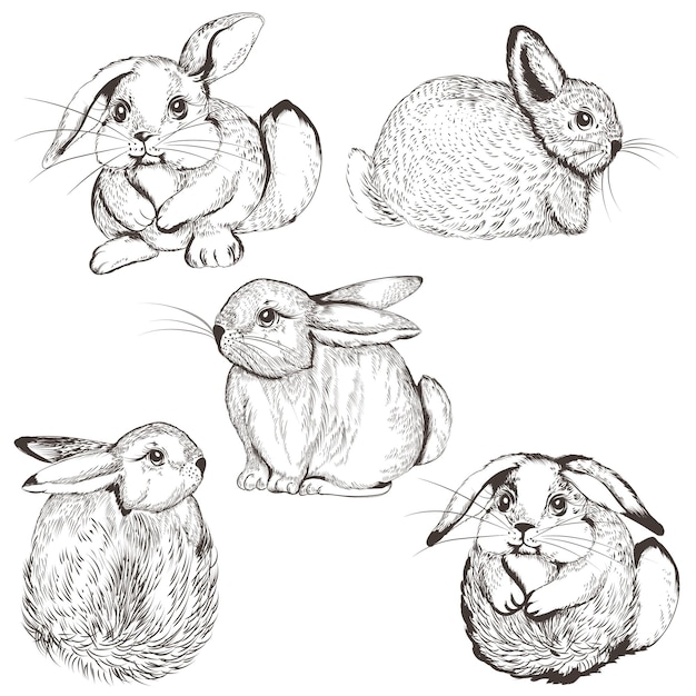 Charming Collection of Whimsical Rabbit Sketches | Jiffy Designs