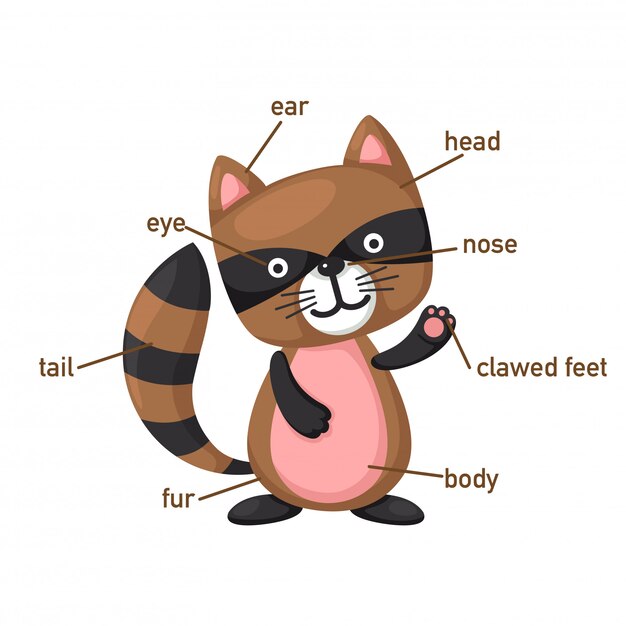 Illustrated Cartoon Raccoon with Labeled Body Parts for Education ...