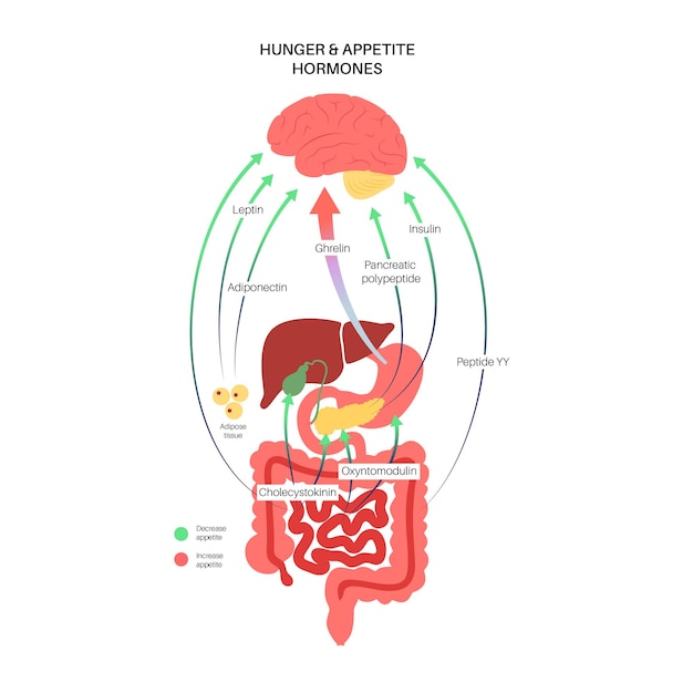 Vibrant Diagram Illustrating the Interconnected Human Digestive System ...