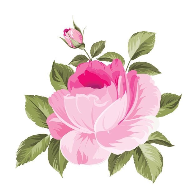 Vibrant Pink Peony Flower with Lush Green Leaves Illustration | Jiffy ...