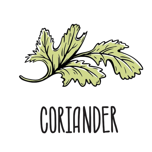 Stylized Coriander Leaf Illustration with Handwritten Text | Jiffy Designs