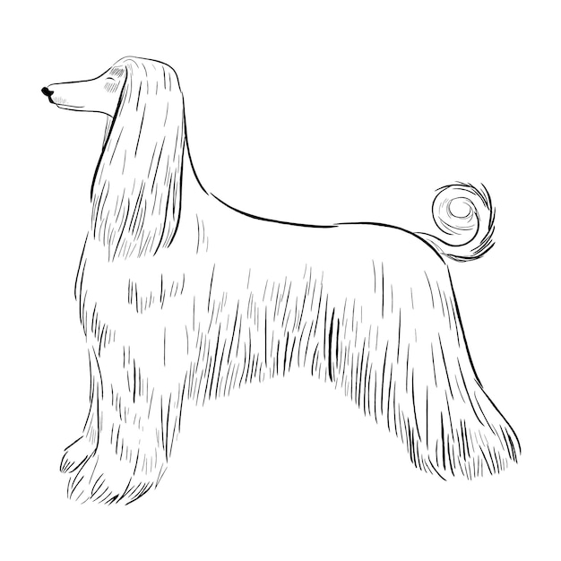 Elegant Sketch of a Graceful Afghan Hound Canine | Jiffy Designs