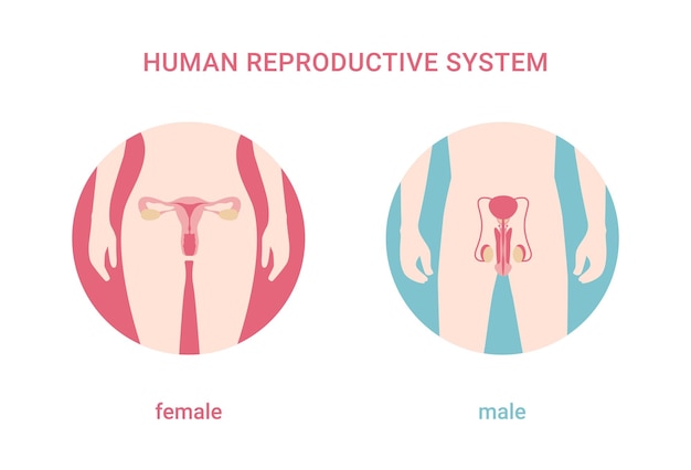 Anatomical Illustration of Male and Female Reproductive Systems | Jiffy ...