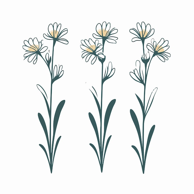 Elegant Daisy Flower Trio - Charming Botanical Illustration | Jiffy Designs
