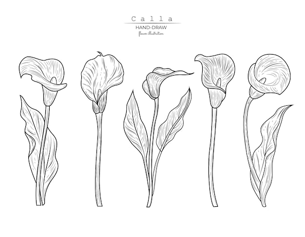 Detailed Botanical Illustration of Calla Lily Flower Variations | Jiffy ...
