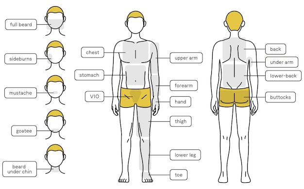 Detailed Diagram of the Human Body with Labeled Parts | Jiffy Designs