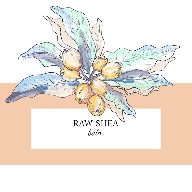 Vibrant Raw Shea Butter Botanical Illustration | Jiffy Designs