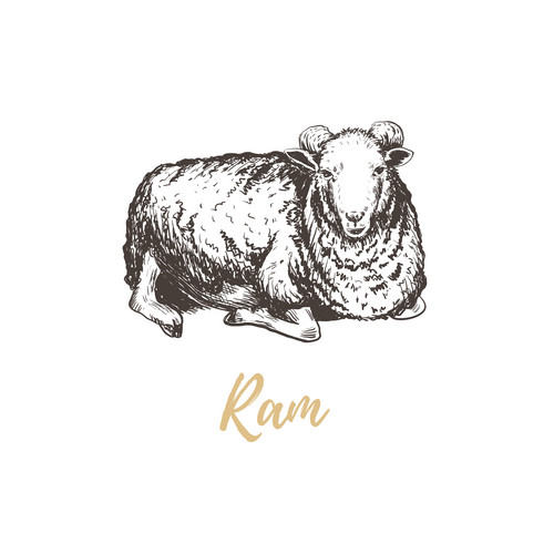 Ram Vector Illustration. Ram Hand Drawing. Ram Sketch | Jiffy Designs