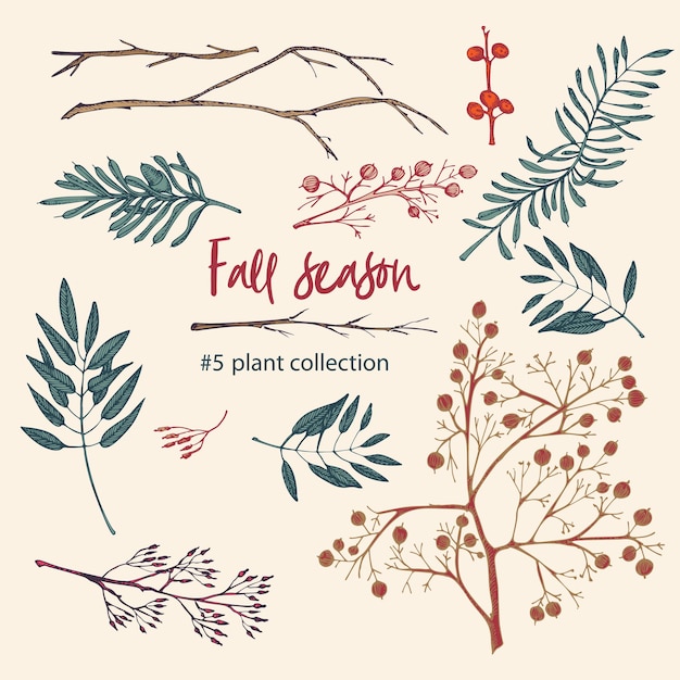 Vibrant Fall Foliage and Berries: A Botanical Collection | Jiffy Designs