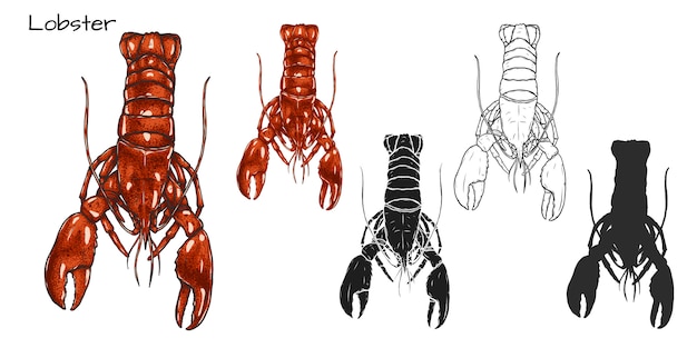 Vibrant Lobster Illustrations Showcasing Detailed Anatomy | Jiffy Designs