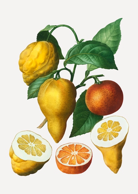 Vibrant Botanical Illustration of Citrus Fruits and Blossoms | Jiffy ...