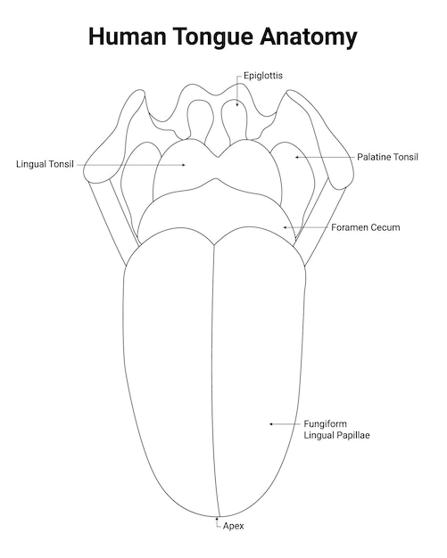 Detailed Anatomical Diagram of the Human Tongue Structure Jiffy Designs