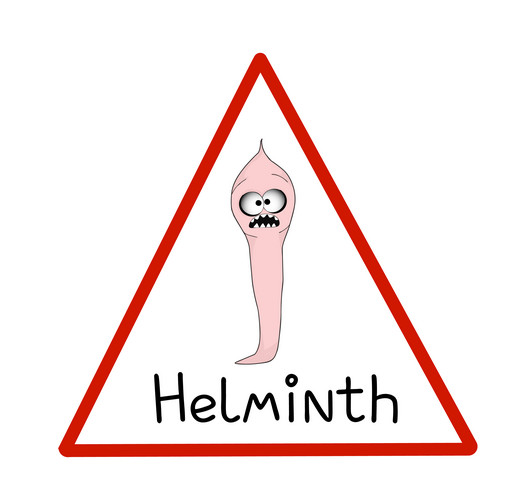 Helminths, Roundworms. Intestinal Parasites. Warning Sign Parasitism ...