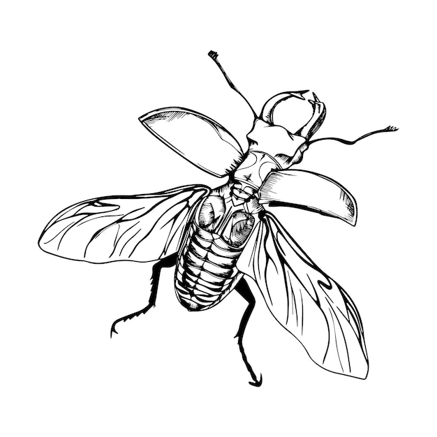 Detailed Sketch of a Majestic Winged Insect | Jiffy Designs