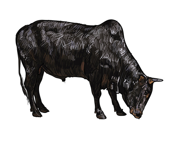 Drawing Of Ox Isolated On White Background | Jiffy Designs