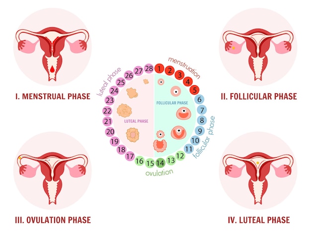 Detailed Illustration of the Menstrual Cycle Phases | Jiffy Designs