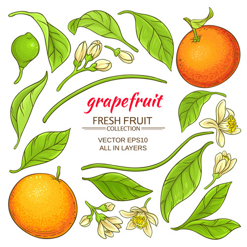 Grapefruit Elements Set Vector On White Background | Jiffy Designs