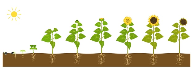 Sunflower Life Cycle: From Seedling to Bloom in Nature's Vibrant ...