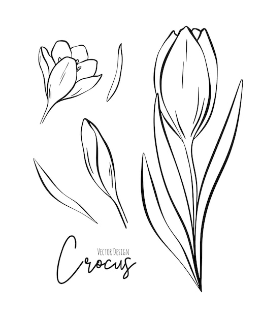 Elegant Monochrome Crocus Flower Collection | Jiffy Designs