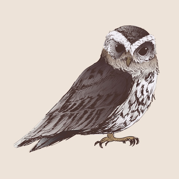 Intricate Owl Illustration with Piercing Eyes and Detailed Feathers ...