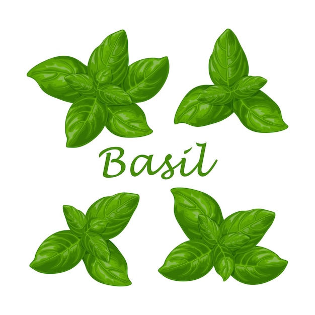 Fresh Green Basil Leaves with Vibrant Texture | Jiffy Designs