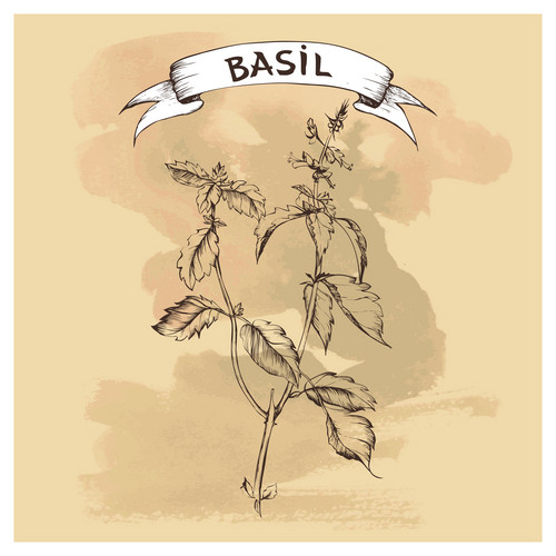 Vector Sketch Of Basil On Old Paper Background For Design | Jiffy Designs