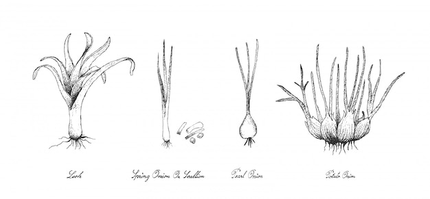 Hand-Drawn Botanical Illustrations of Bulbs and Roots | Jiffy Designs