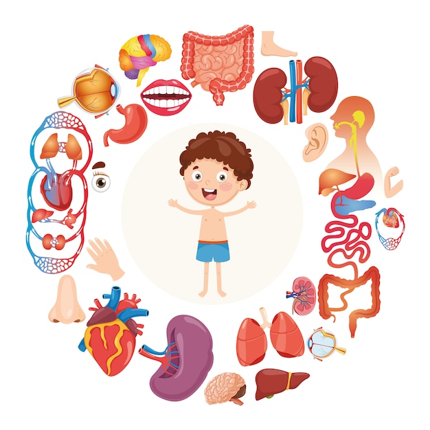 Colorful Anatomy: Exploring the Wonders of the Human Body | Jiffy Designs