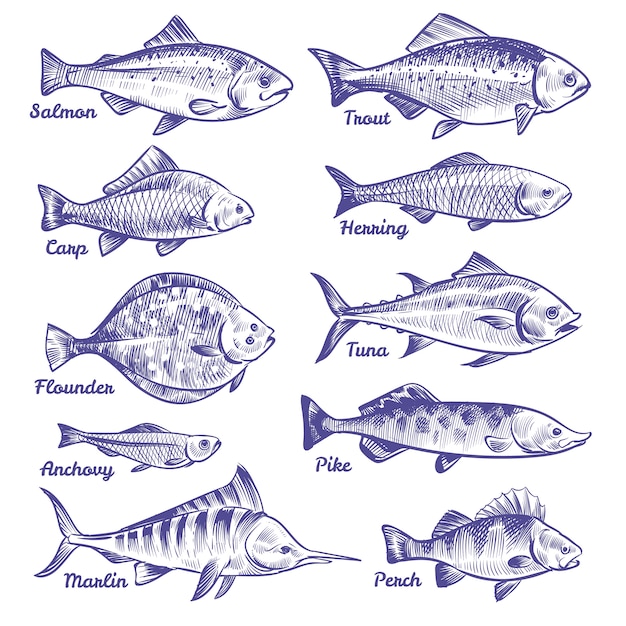 Diverse Collection of Freshwater Fish Illustrations in Elegant ...