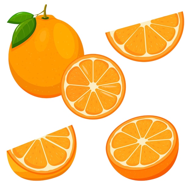 Vibrant Orange Citrus Fruit Collection | Jiffy Designs